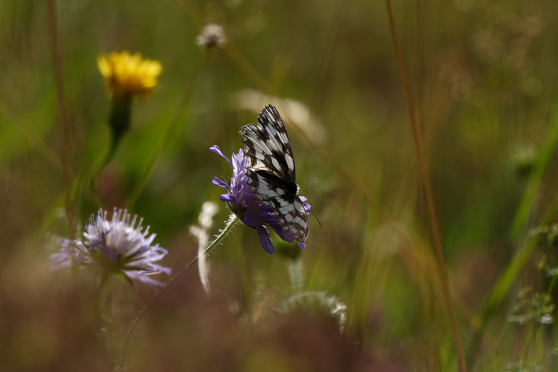 Papillon demi-deuil